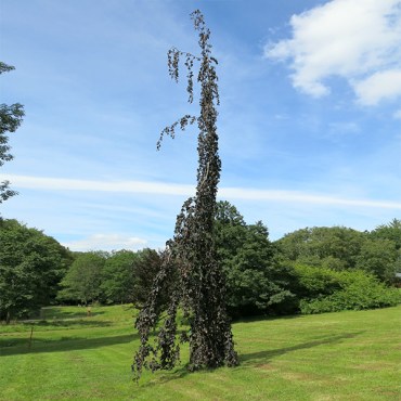 бук пурпурный фонтан